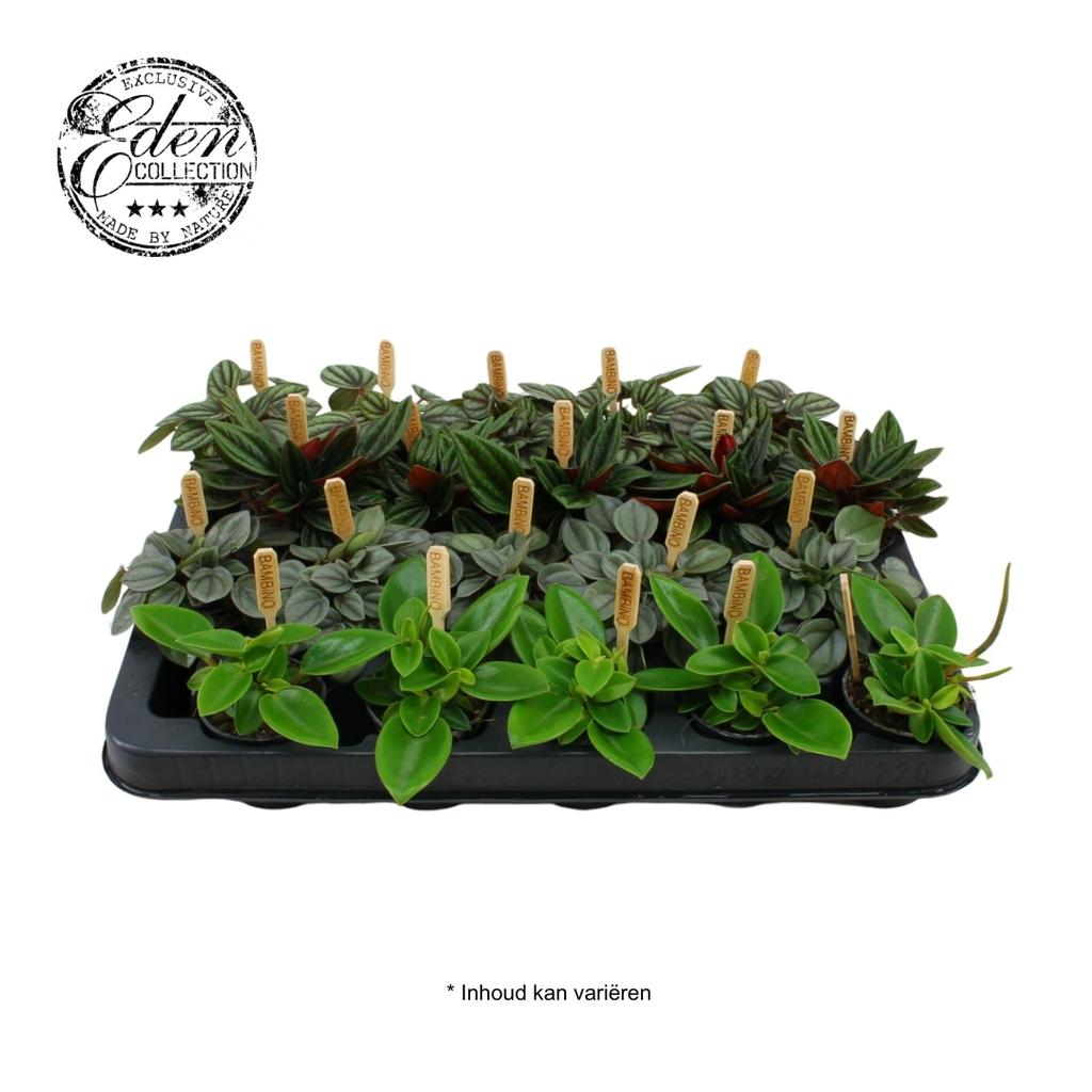 Picture of Peperomia in varieties Bambino P5.5 10CM