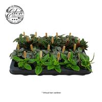Peperomia in varieties Bambino