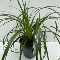 Carex osh. Ribbon Falls