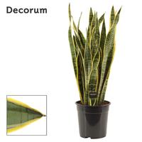 Sansevieria Laurentii