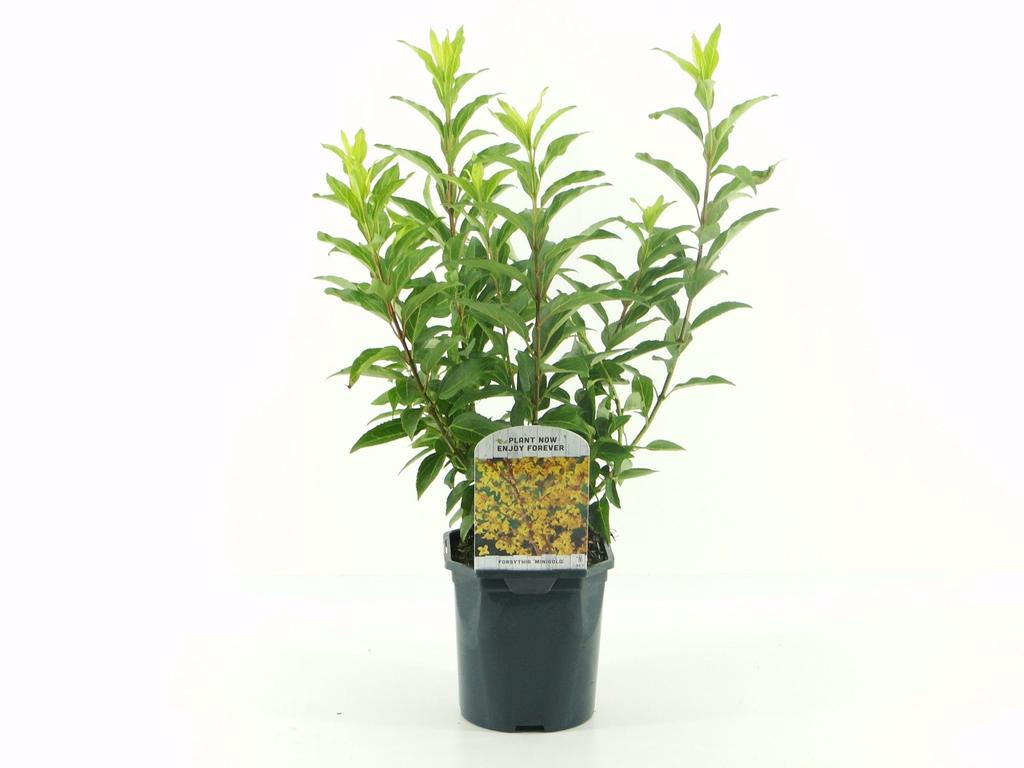 Picture of Forsythia int. Minigold P17 (2 Ltr) Square