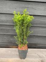 Taxus media Groenland