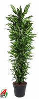 Dracaena Cintho branched