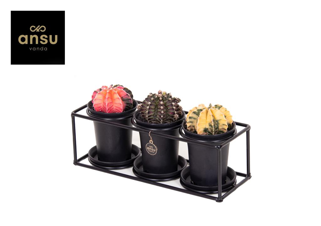 Picture of Cactus trio in design frame P25 12CM