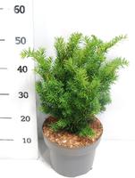 Taxus media Farmen
