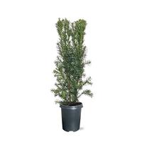 Taxus media Hicksii