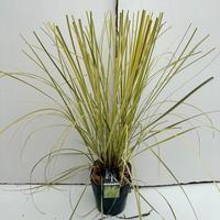 Cortaderia sell. Splendid Star
