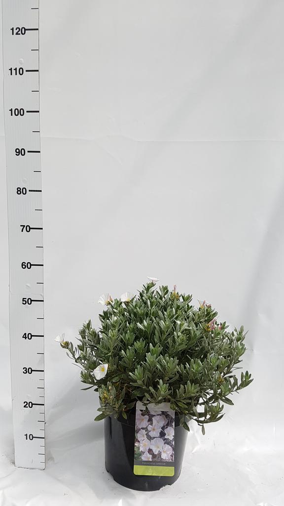 Picture of Convolvulus cneorum P29 (10 Ltr)