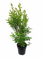 Ligustrum ovalifolium