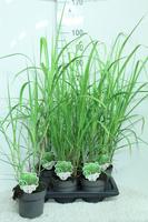 Miscanthus giganteus