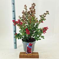 Lagerstroemia indi. Red Red Wine