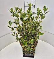 Euonymus jap. Ovatus Aureus