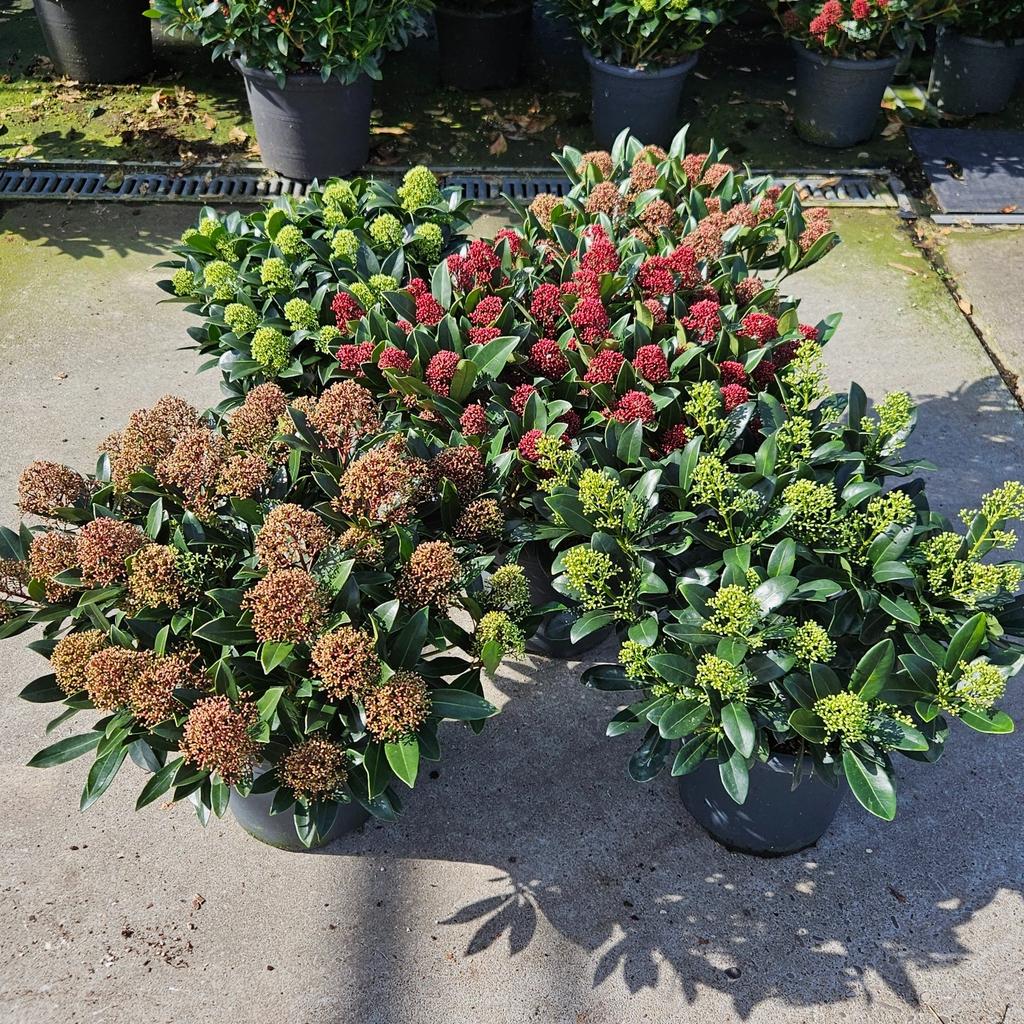 Picture of Skimmia in varieties P27-(9-LTR)