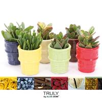 Crassula in varierties TRULY ice cream