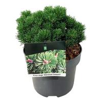 Pinus mugo Sherwood Compact