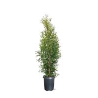 Thuja occ. King of Brabant
