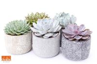 Echeveria mix in Toledo 14