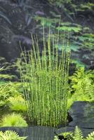 Equisetum japonica