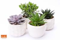 SuPure® - Succulent mix in Paros 15 UK - NON CITES