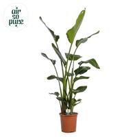 Strelitzia nicolai 3PP Air So Pure