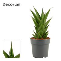 Sansevieria Temple Crown