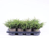 Juniperus com. Repanda