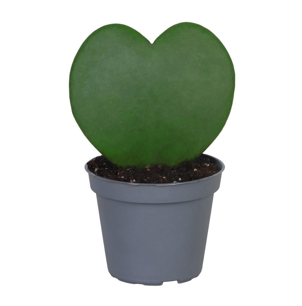 Billede af Hoya Kerrii P6 12CM