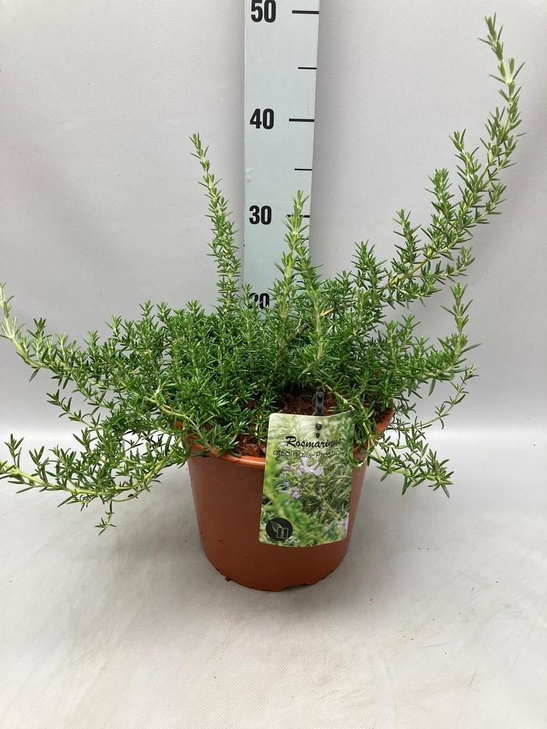 Picture of Rosmarinus officinalis Prostatus P23 (5 Ltr)