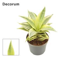Sansevieria Gabriella Crown