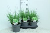 Molinia cae. Edith Dudszus