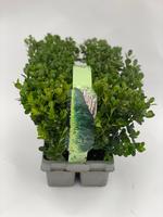 Buxus Newgen Freedom 6-PACKS - Piece × 20 - £ 4.64 Shelf £ 4.52 Trolley