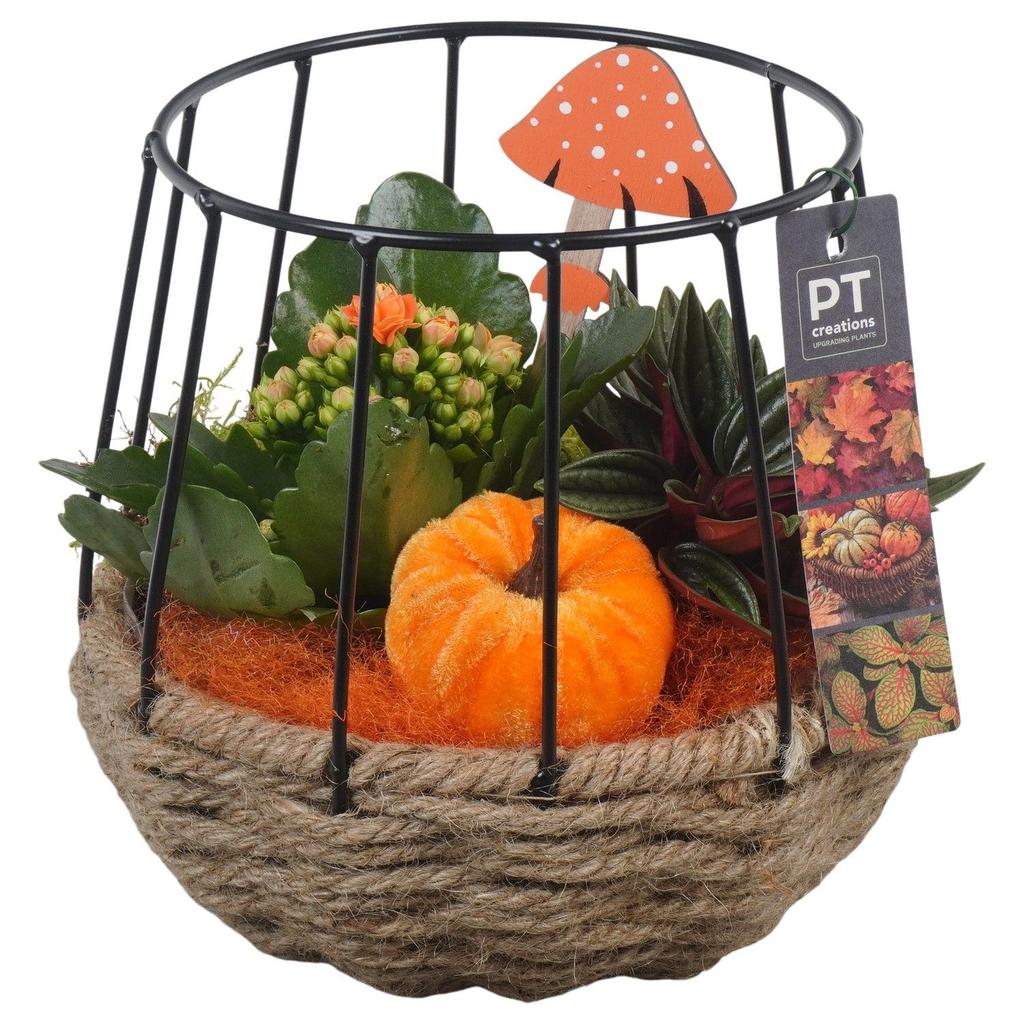 Picture of PTHI5447 Arrangement Autumn Indoor in rope-metal basket P15 20CM