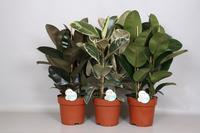 Ficus Elastica Toef Mix - Green4life