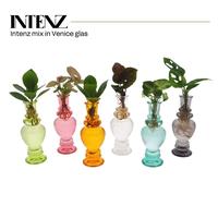 Hydroponic Houseplants varieties in Venice glass