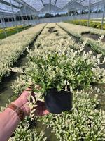 Euonymus fort. Harlequin