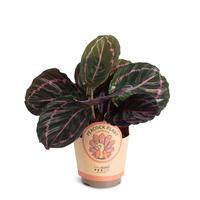 Calathea ´Dottie´