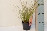 Carex test. Prairie Fire