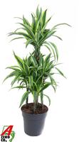Dracaena Lemon Lime 60-carrousel