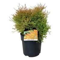 Thuja occ. Fire Chief