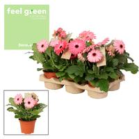 Gerbera 2+ flowers Pink colours varieties Feel Green nature