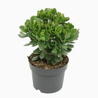 Crassula minova