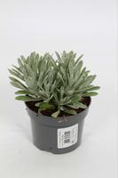 Helichrysum ita. Bushy
