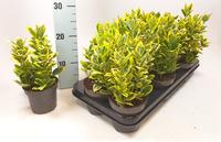Euonymus jap. Marieke