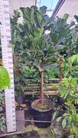 Ficus Lyrata stem