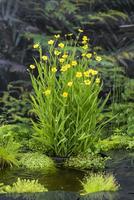 Ranunculus lingua