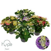 Hydrangea Lacecap in varieties | Hy-pe Original