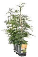 Hedgeline Cupr. leylandii