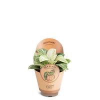 Philodendron ´Peridot´