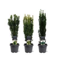 Taxus Up-Growing in varieties