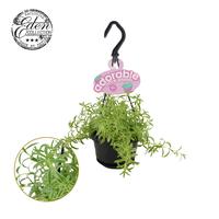Sedum Linear HP Adorable
